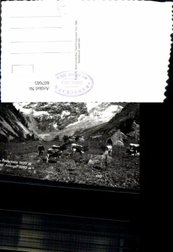 607665,Foto Ak Radeckalm m. Ankogel Kühe Rinder Bad Gastein