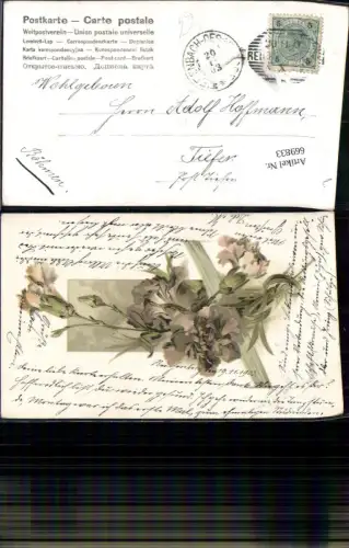 669833,Litho Nelken Blumen Flora