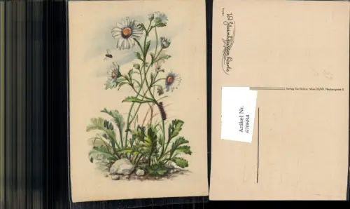 670684,Künstler Ak W. Steinhäusser Margerite Raupe Blume pub Kühne