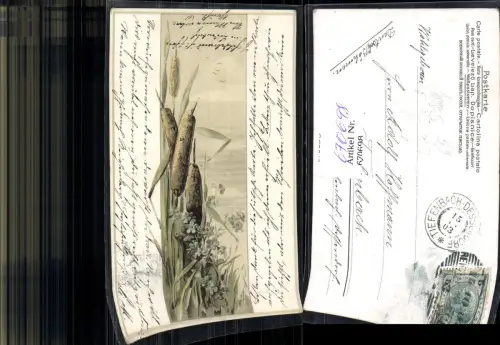 670698,Litho Schilf Rohrkolben Vergissmeinnicht Blumen
