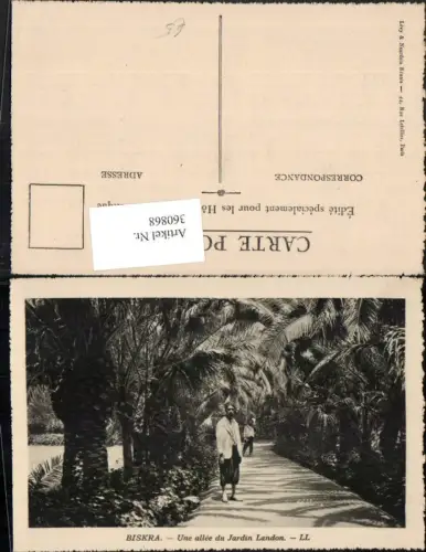 360868,Africa Algeria Biskra Une allee du Jardin Landon Straße Palmen