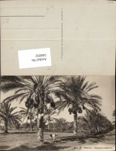 546032,Algeria Biskra Oasis Oase Palmen Datteln