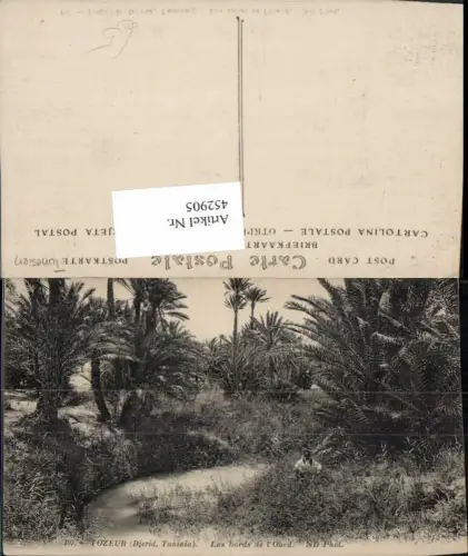 452905,Tunisia Tozeur Les bords de l'OUed Palmen
