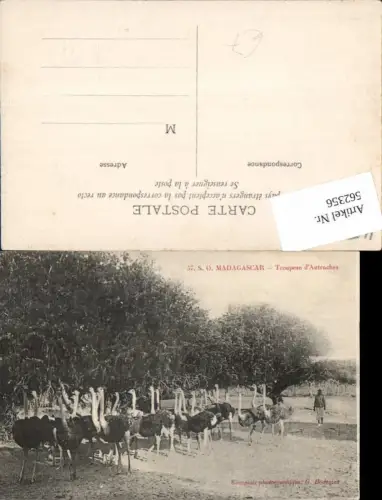 562356,Africa Madagascar Troupeau Autruches Strauße Madagaskar