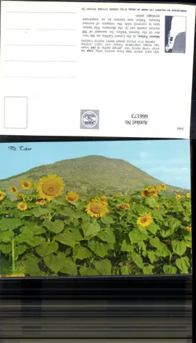 666173,Mount Tabor Lower Galilee Jezreel Valley Sonnenblumen Israel