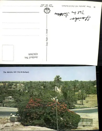 436366,Palästina Jericho Hill Tel-Al-Sultan Palmen