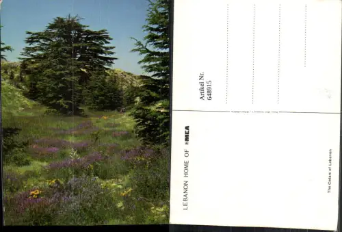 648915,The Cedars of Lebanon Libanon Baum Zeder