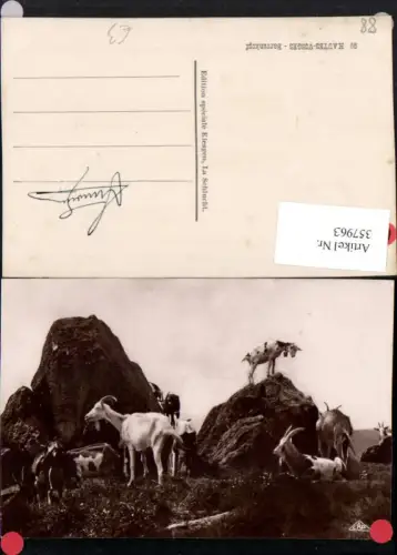 357963,Lothringen Vosges Hautes-Vosges Barrenkopf Ziegen Ziege