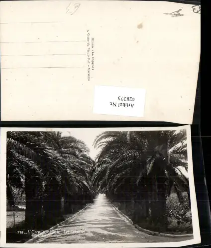 428275,Provence-Alpes-Cote-Azur Var St. Cyr-sur-Mer Les Lecques Allee des Palmiers Palmen