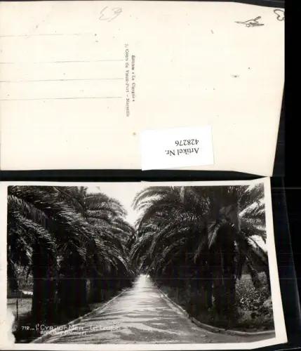 428276,Provence-Alpes-Cote-Azur Var St. Cyr-sur-Mer Les Lecques Allee des Palmiers Palmen