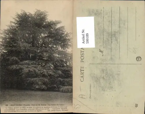 599189,Chantonnay Vendee Parc de M. Robin Le Cedre du Liban Baum France