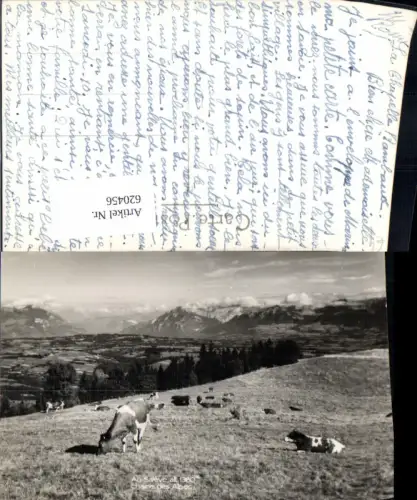 620456,Foto Ak Au Saleve Chaine des Alpes Kühe Rinder Monnetier-Mornex France