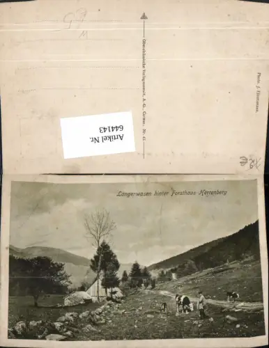 644143,Mittlach Langenwasen hinter Forsthaus Herrenberg Kühe Rind France
