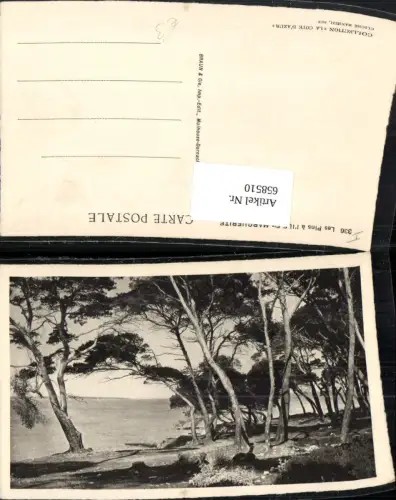 658510,Les Pins a l Ile Ste-Marguerite France