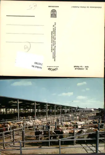 710780 France Chemille Le Foirall Kühe Rinder Stall Markt