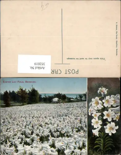 352019,Bermuda Easter Lily Field Lilienfeld Lilien Blumen Mehrbildkarte