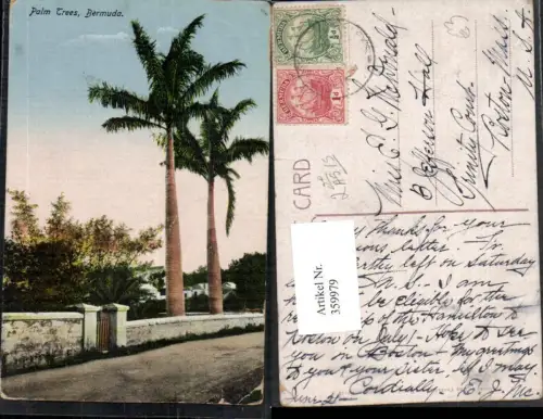 359979,Bermuda Palm Trees Palmen