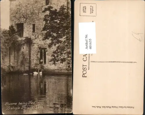 401635,England Wells Bishops Palace Swans being Fed Schwäne