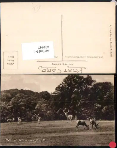 401647,England Arundel Park Deer Hirsche Wild