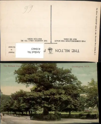 410465,England Spa Leamington Midland Oak Baum