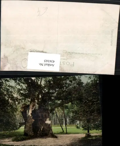 434165,England Welbeck Butchers Shambles Oak Baum