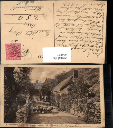 434177,England Lynton Barbrook Devonshire Lane Straße Schafe