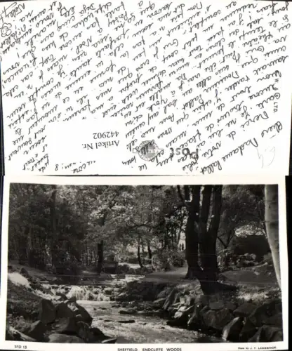 442902,England Sheffield Endcliffe Woods Waldbach