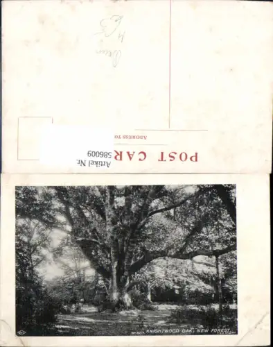 586009,Knightwood Oak New Forest Hampshire Nationalpark Baum England