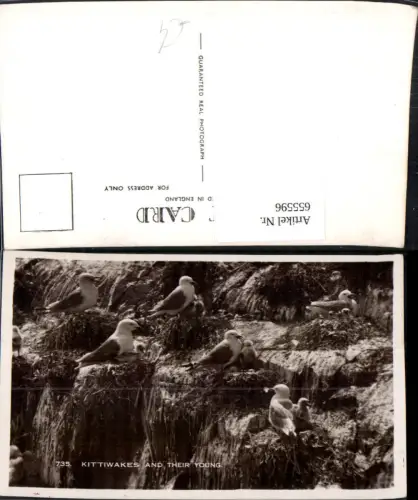 655596,Foto Ak Kittiwakes and Their Young Farne Islands Möven