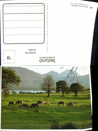 621841,Peaceful Killarney Pferde Weide Irland Ireland