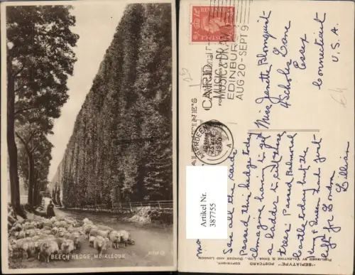 387755,Great Britain Scotland Perth and Kinross Meikleour Beech Hedge Schafherde