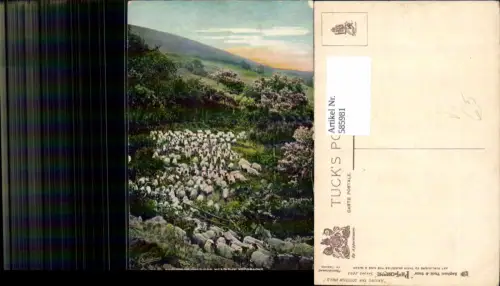 585981,Sheltered Pastures near the Trossachs Schafe Schafherde Stirling Schottland pub Raphael Tuck Sons 4493