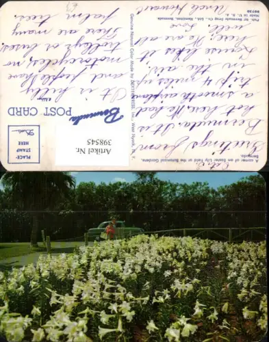 398545,British Overseas Bermuda Botanical Gardens Easter Lily field Blumen