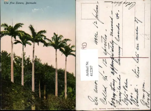 412287,British Overseas Bermuda Five Sisters Palmen