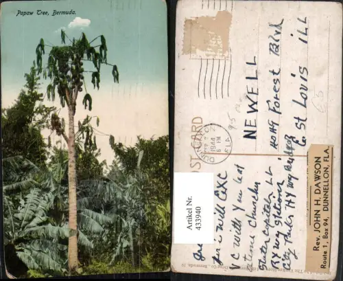 433940,British Overseas Bermuda Papaw Tree Papaya Baum