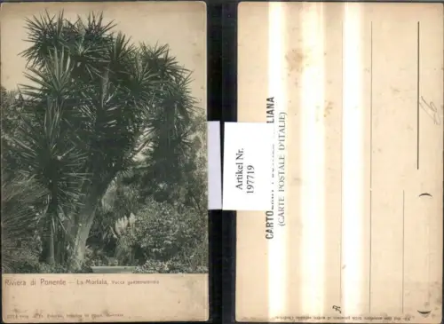 197719,Liguria Riviera di Ponente La Mortala Yucca guatemalensis Palme