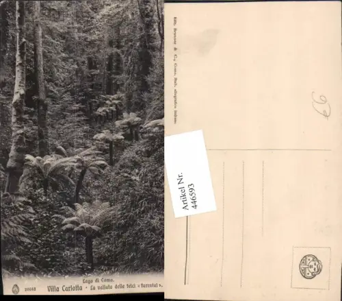 446593,Lombardia Como Villa Carlotta La vallata delle felci Wald Motiv