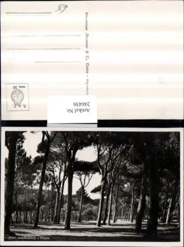246436,Viareggio Pineta Partie Bäume