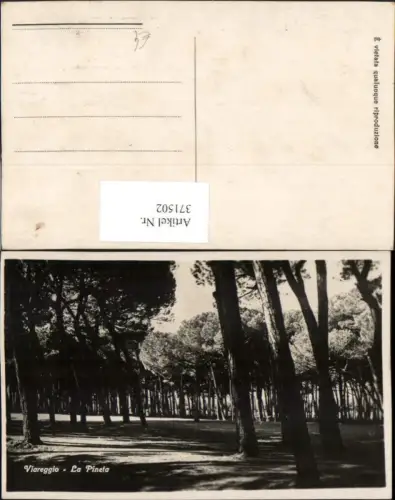 371502,Toscana Lucca Viareggio La Pineta Pinie Wald Bäume