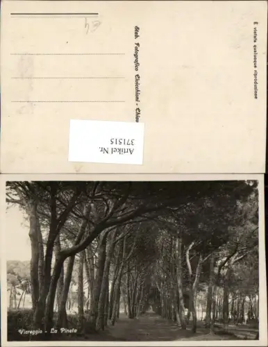 371515,Toscana Lucca Viareggio La Pineta Pinien Bäume