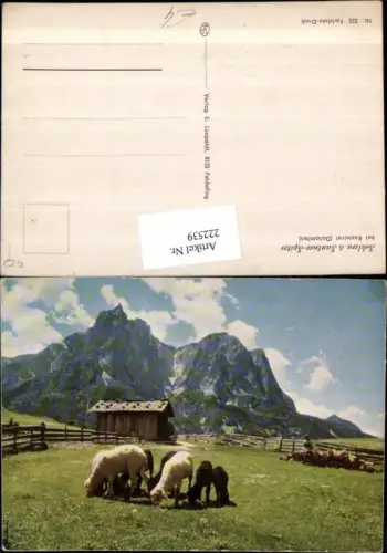 222539,Trentino Schlern u. Santner-Spitze b. Kastelrut i. d. Dolomiten Schafe Bergkulisse