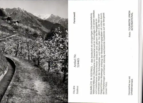 524465,Trentino Bolzano Baumblüte b. Meran Merano Waalweg Bergkulisse