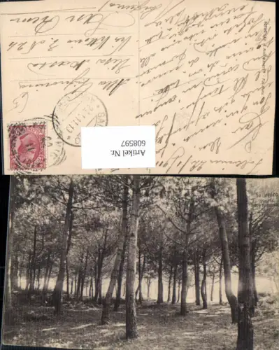 608597,Italy Follonica Pineta del Tombola Bäume Wald