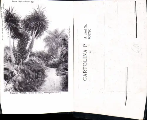 608790,Italy Giardino Winter Vallone di Sasso Bordighera Yucca Palmen