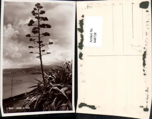 648728,Foto Ak San Remo Sanremo Agave in Fiore Italy