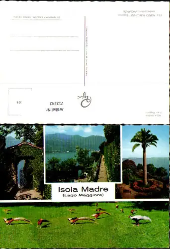 712242 Mehrbild AK Isola Madre Lago Maggiore Italy