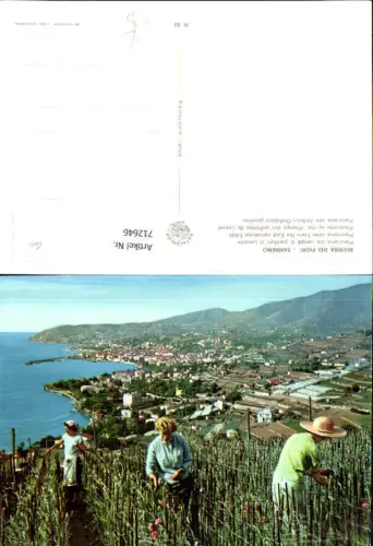 712646 Riviera dei Fiori Sanremo Panorama dai campi di garofani di Levante Nelken Ostfelden Blumen Blumenfeld Italy