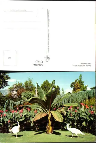 712927 Giardini dell Isola Bella Lago Maggiore Vögel Blumen Italy