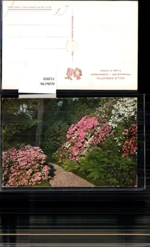 713959 Lago di Como Comersee Villa Carlotta Tremezzina Cadenabbia Blumen Park Italy