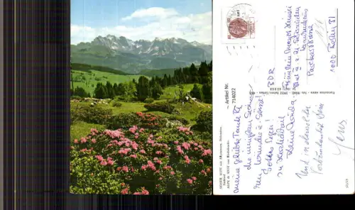 714022 Seiser Alm mit Alpenrosen Dolomiten Alpe di Siusi Seis am Schlern Italy